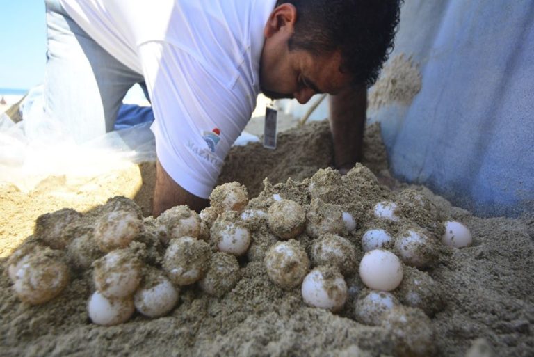 Protegen huevos de tortuga en Acuario Mazatlán