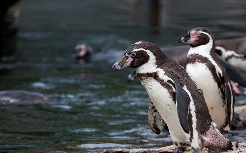 ¿Cómo será el pingüinario de Mazatlán?