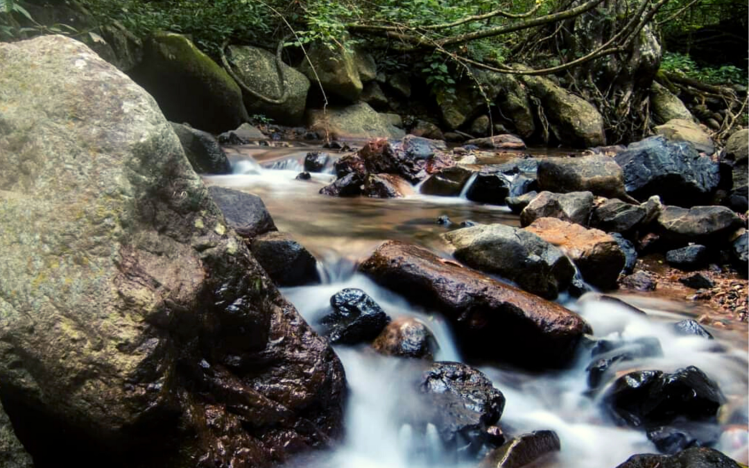 Nueva administración, nuevas oportunidades para el medio ambiente