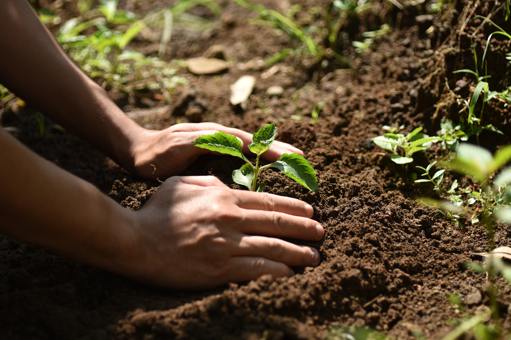 Reforestación incrementa la captación de agua en la cuenca