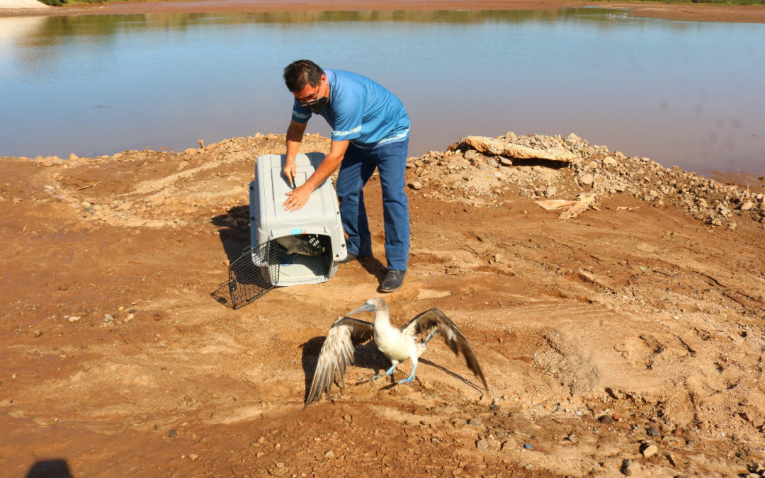 Tortugas y pájaros bobos de patas azules son liberados