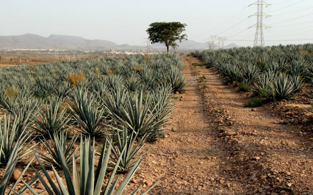 Sinaloa logra la denominación de origen Mezcal