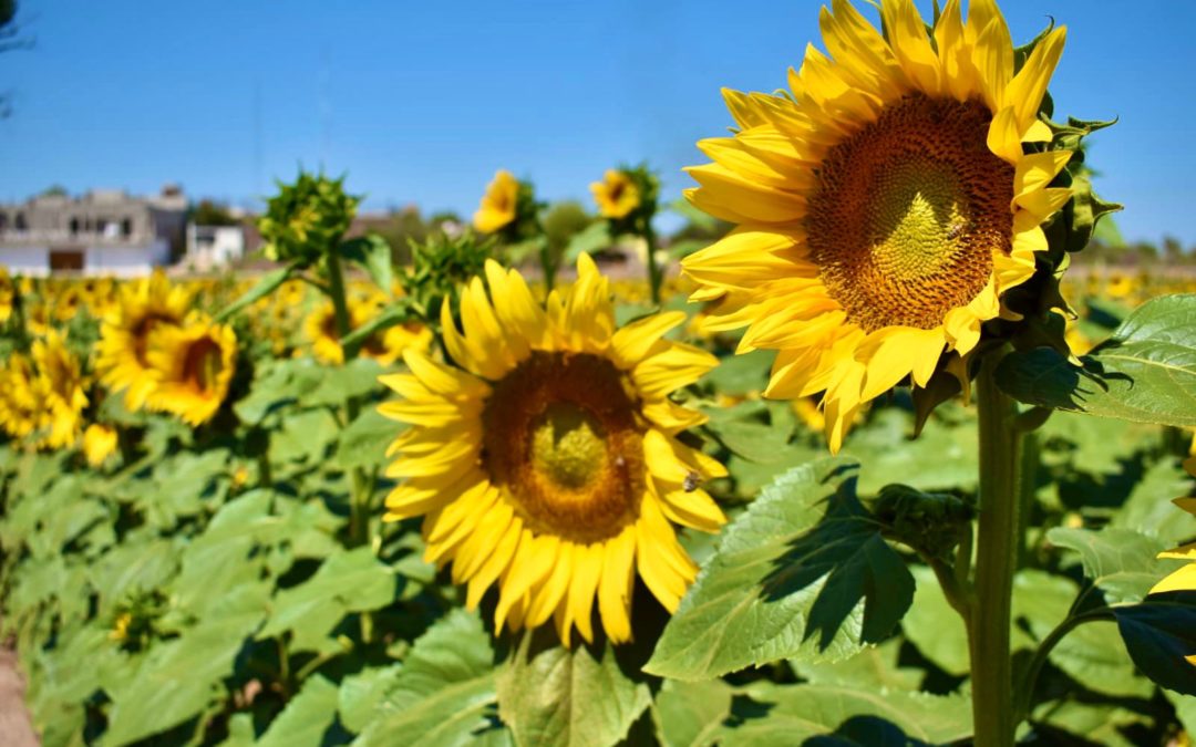 Posponen la apertura del Campo de Girasoles en Mocorito