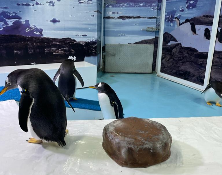 El Pingüinario de Mazatlán tendrá nuevos inquilinos