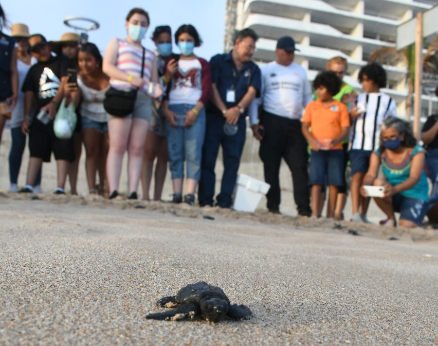 Inicia temporada de anidación de tortugas marinas en Mazatlán