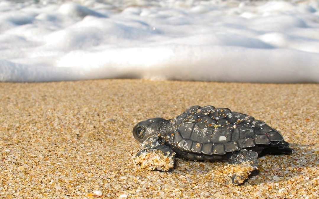 La red Tortuguera de Sinaloa de reunirá en Mazatlán