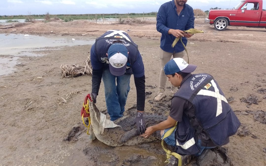 Reincorporan a su hábitat a reptiles rescatados por el Zoológico de Culiacán