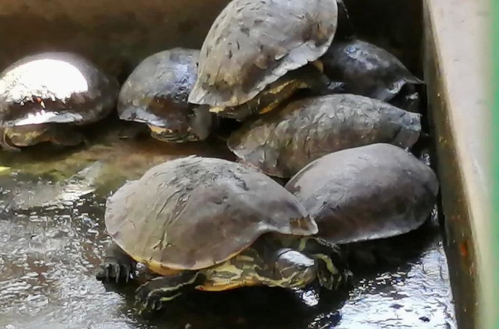 Ostok Sanctuary albergará a casi 90 animales rescatados de zoológico de Guasave