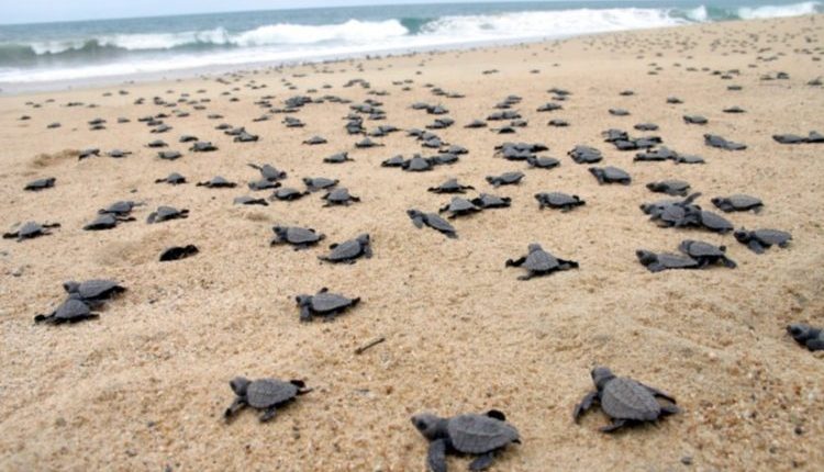 Realizan estudiantes de la FACIMAR, práctica de campo en el campamento Tortuguero playa Ceuta.