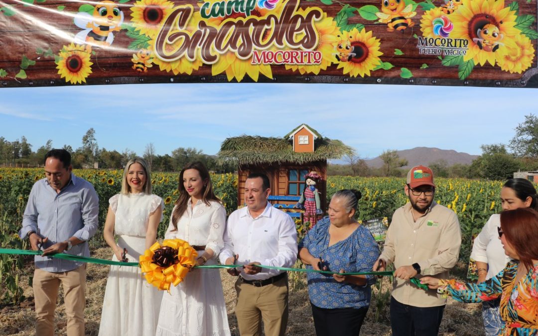 Abren el Campo de Girasoles de Mocorito Pueblo Mágico