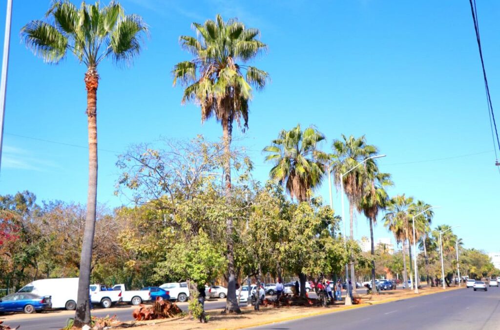 Realizan trabajos de embellecimiento del camellón central de la Avenida Leonismo