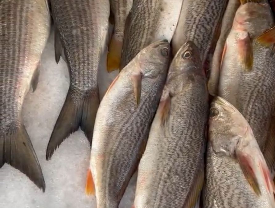 Brinda la pesca y acuacultura un rico abanico de opciones en esta temporada de Cuaresma 2024