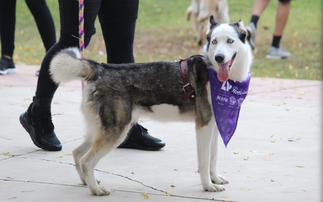 ¡Paseo perruno! Asiste el 14 de abril a la Cancarrera 5K 2024 de Vibra Radio y Los Noticieristas