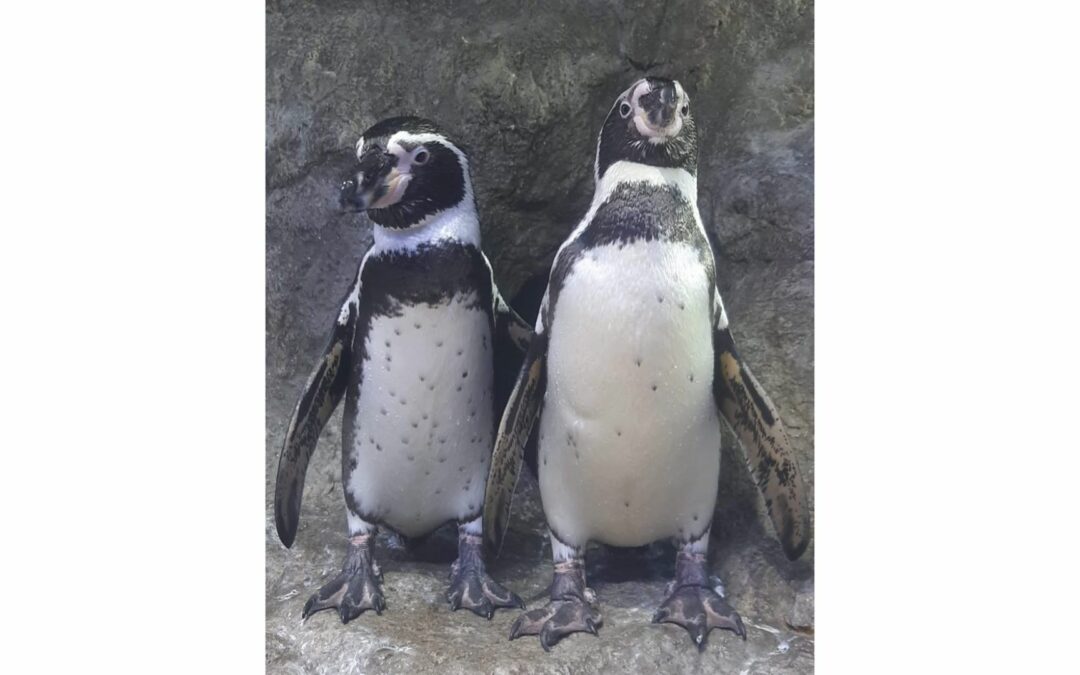 Amor de verano, entre los pingüinos de Humboldt del Gran Acuario Mazatlán