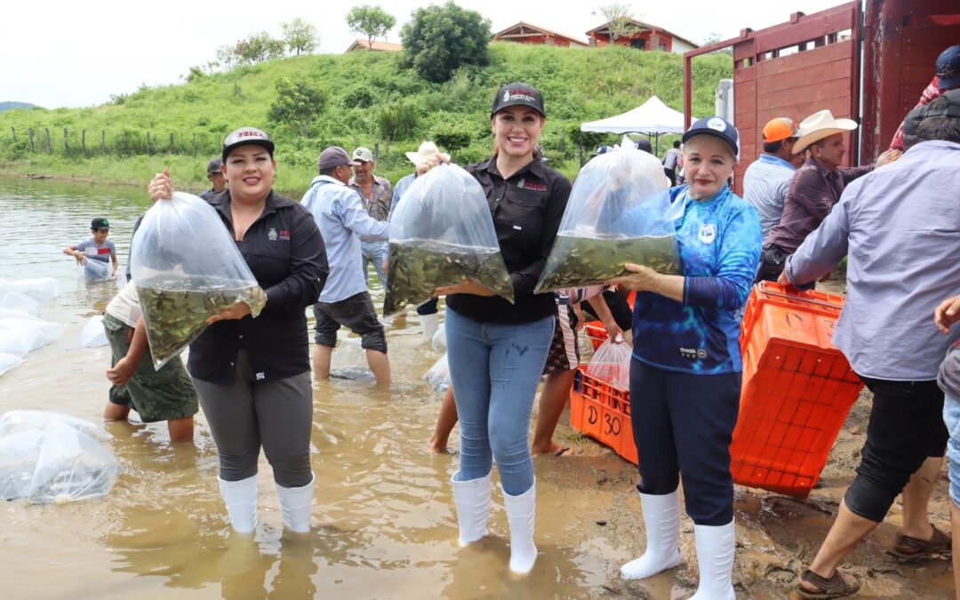 Gobierno de Sinaloa siembra 2 millones de alevines en la Presa Picachos