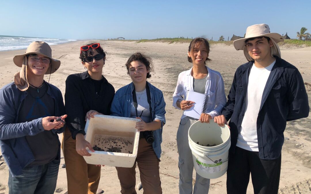 Alumnos del Servicio Social de la Facultad de Biología de la UAS liberan 500 crías de tortuga golfina en Playa Ceuta