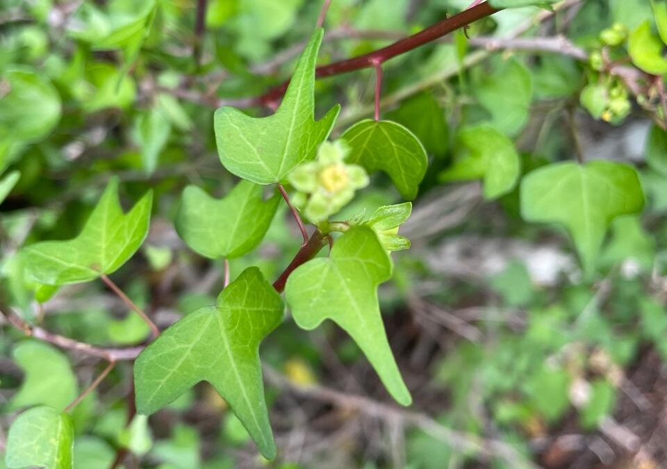 Investigadores de la UAS descubren nueva especie para la ciencia del género Jatropha en el estado de Sinaloa